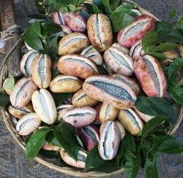 8月瓜咋吃,探索8月瓜果的多彩食法