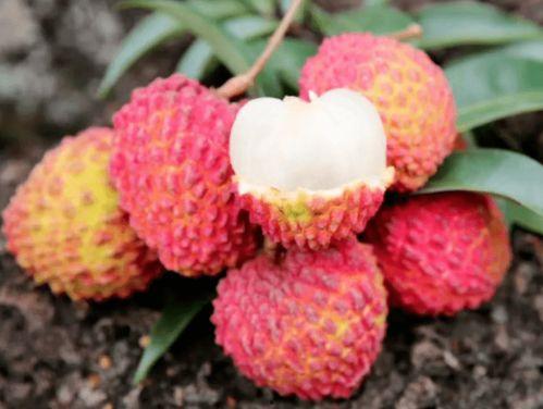 上海李莹莹吃瓜,揭秘网络舆论背后的真相