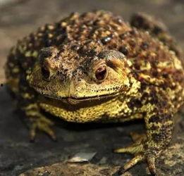 俩蛤蟆路边吃瓜,揭秘街头趣闻轶事