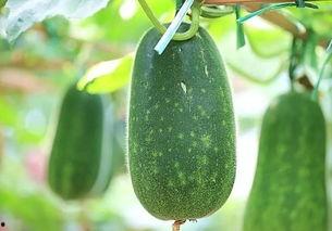 最热吃瓜视频,全网热议！揭秘最热吃瓜视频背后的惊人真相