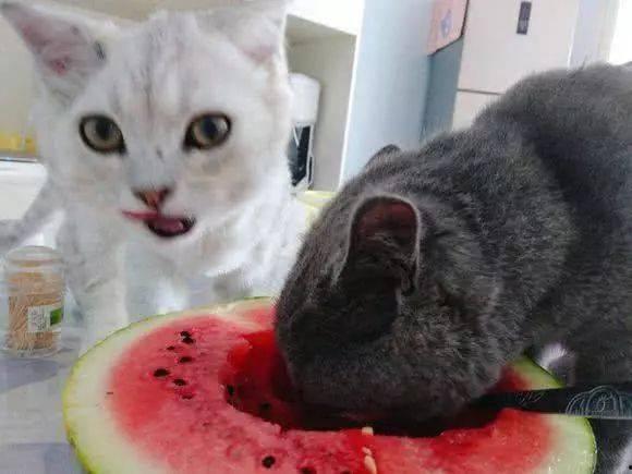 三姐的猫吃瓜,瓜田里的悠闲生活