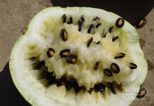 籽瓜只能摔着吃