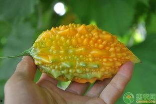 癞小瓜怎么吃,解锁美味新体验