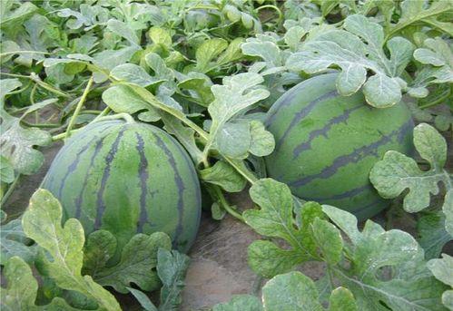 吃瓜系统在朝廷上吃瓜,吃瓜系统揭秘朝廷秘闻