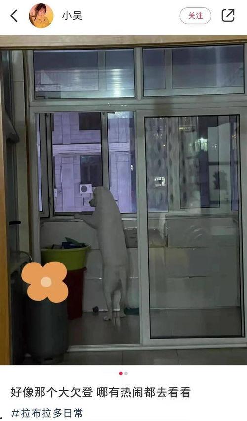 狗子趴阳台吃瓜,悠闲生活乐无边