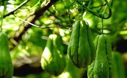 结瓜和什么吃有毒